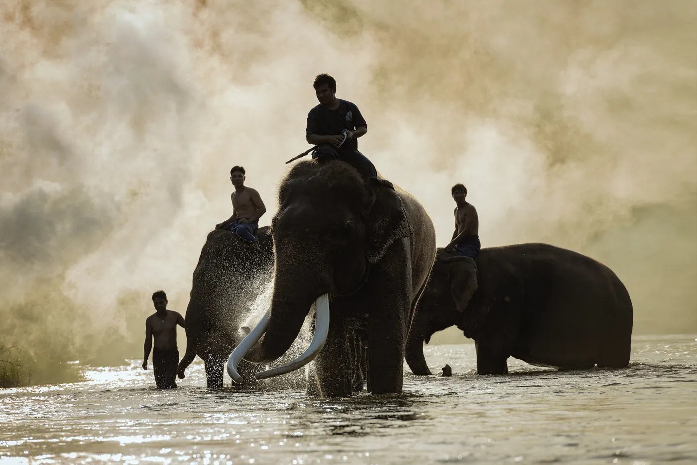 Morning at the Elephant Sanctuary — Kerala