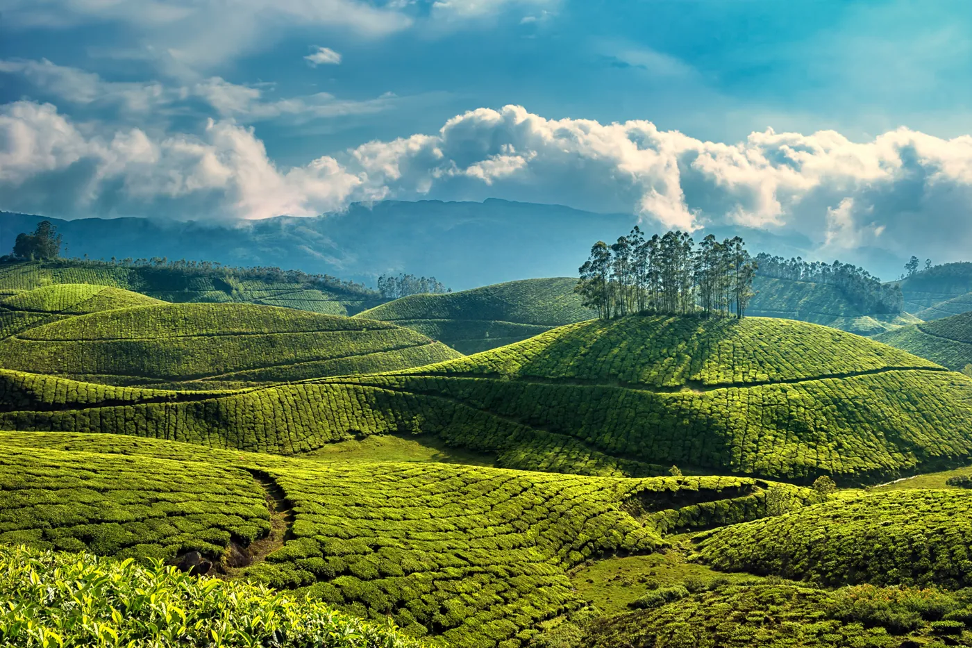 Tea hills above Munnar