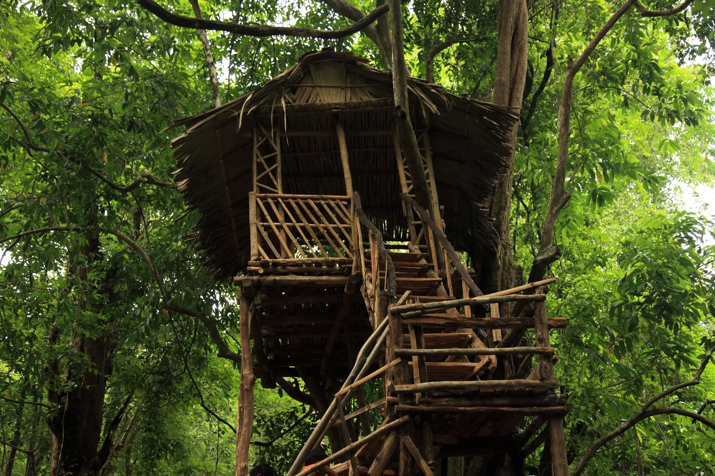 Treehouse in the forest canopy