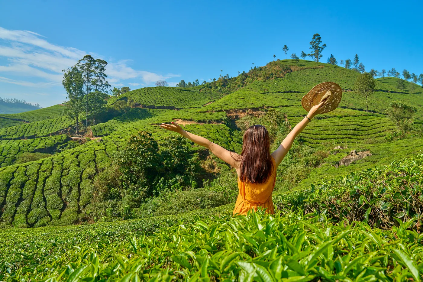 Woman on a tea estate