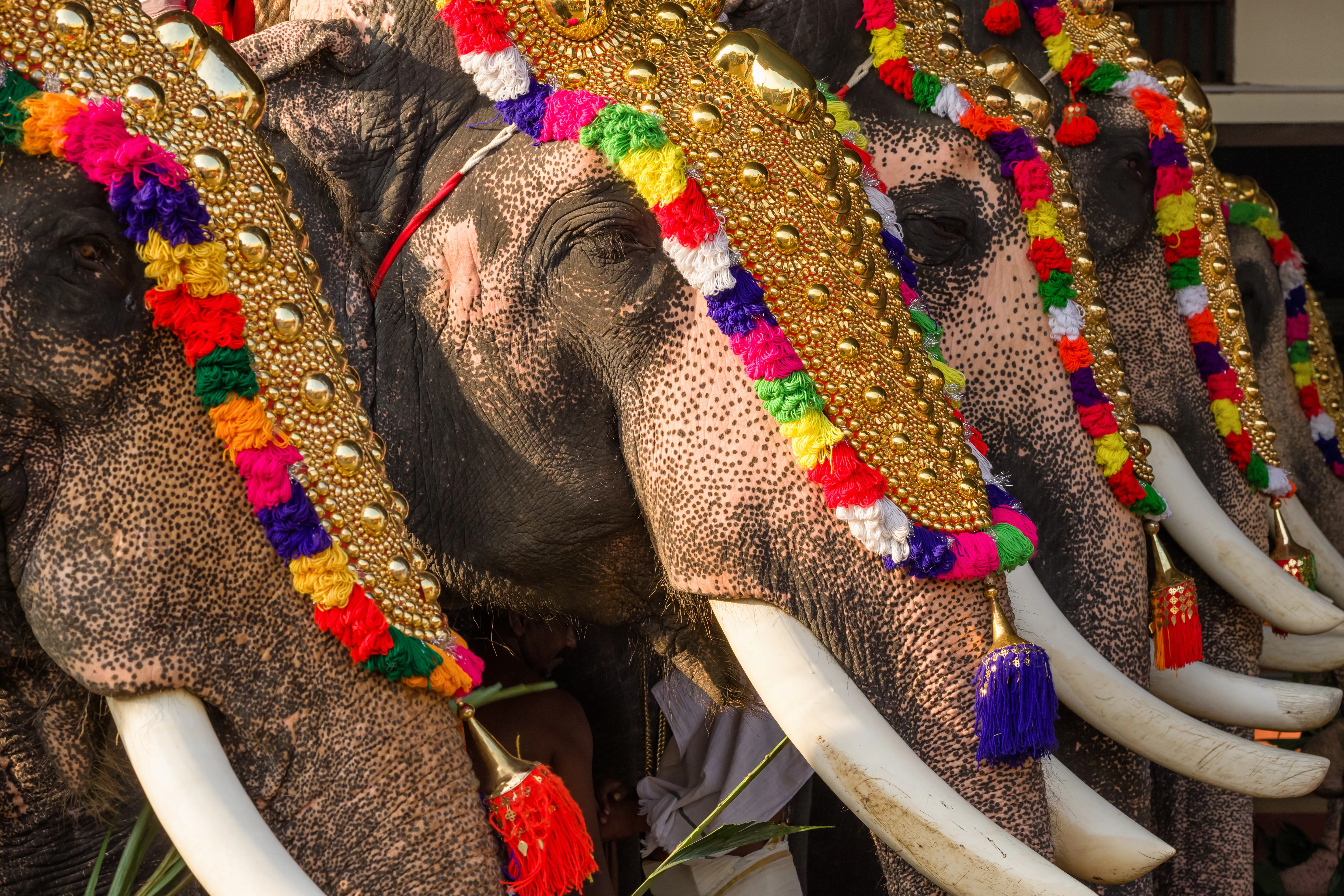 Temple Festival Walk — Kerala