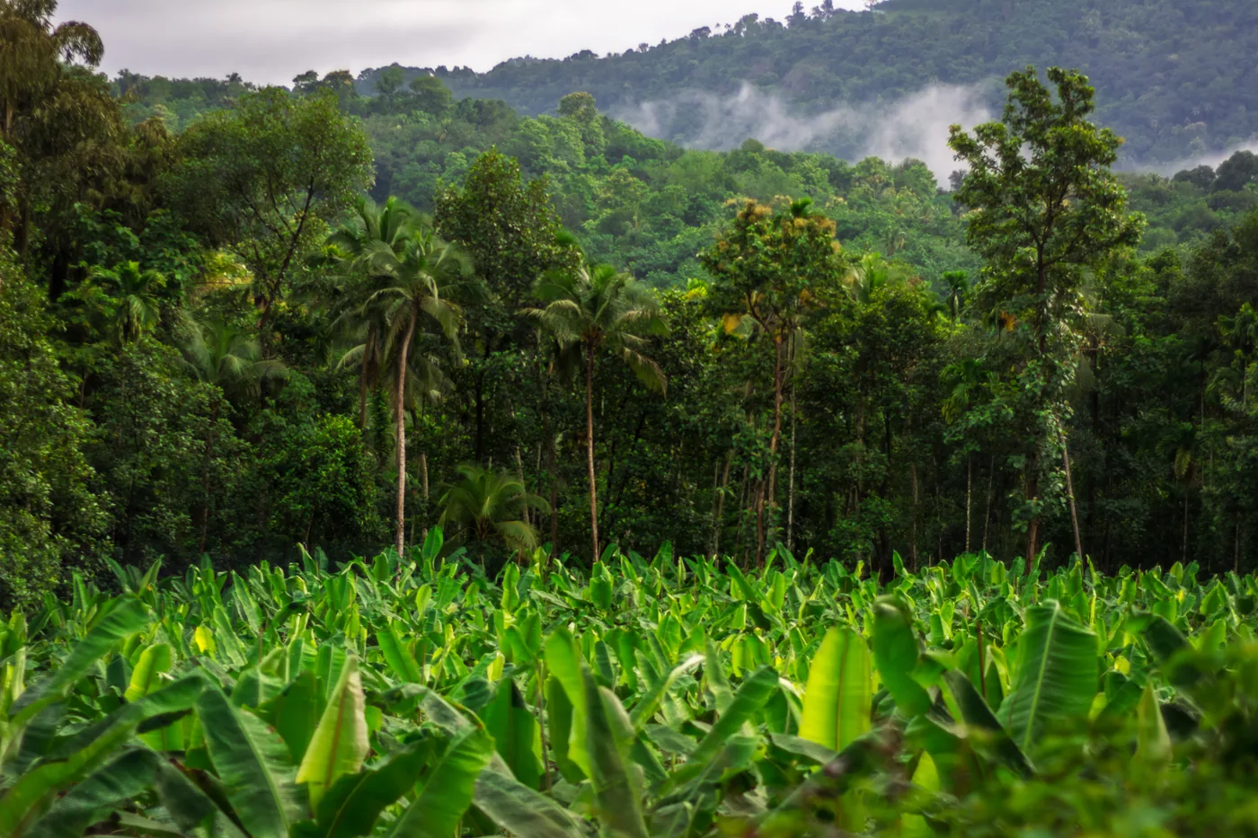 Banana Plantation Walk — Kerala