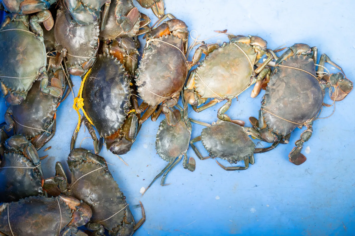 Crab Farming Visit — Kerala