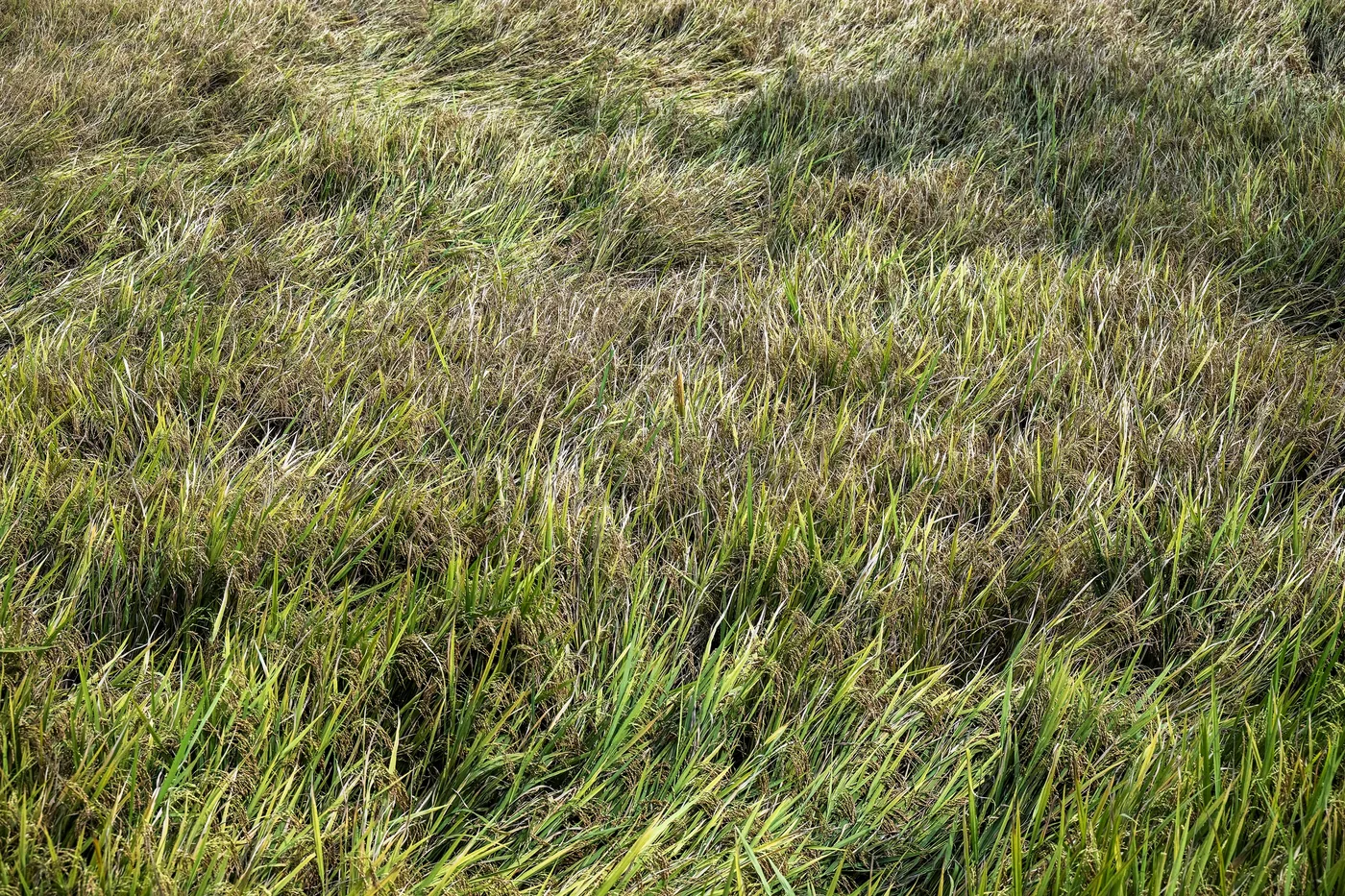 Paddy Field Walk — Kuttanad — Kerala