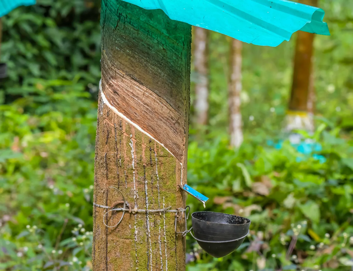Rubber Tapping Experience — Kerala