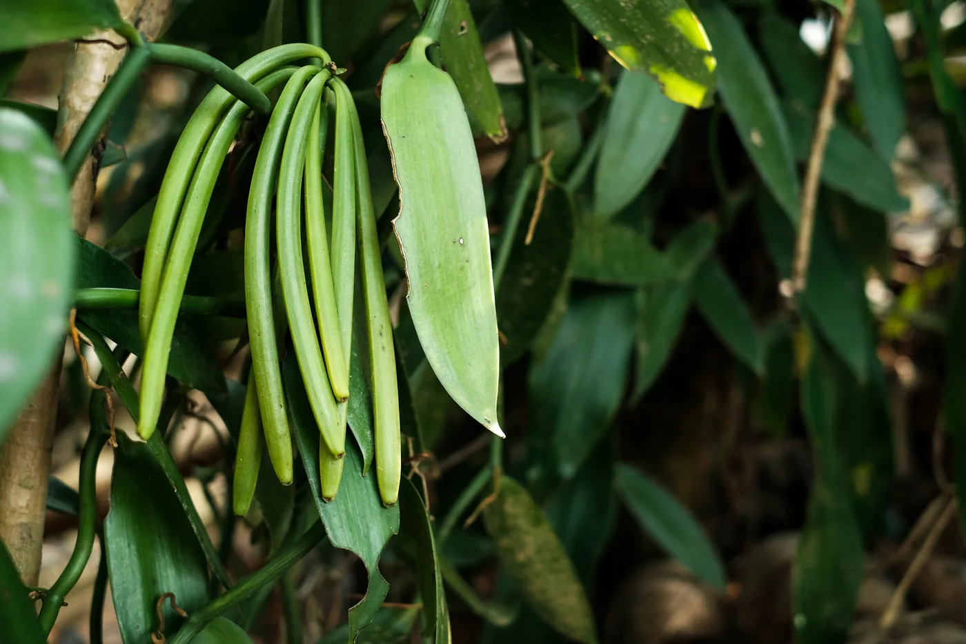 Vanilla Farm Tour — Kerala